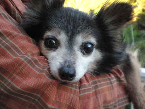 Frazier