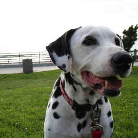 Daisy