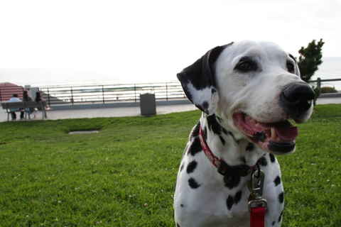 Daisy