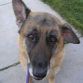 Maggie May
