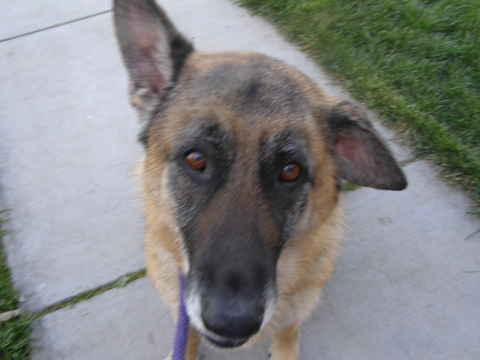 Maggie May