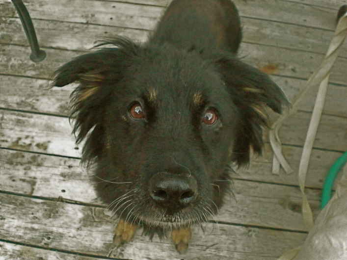 Bailey