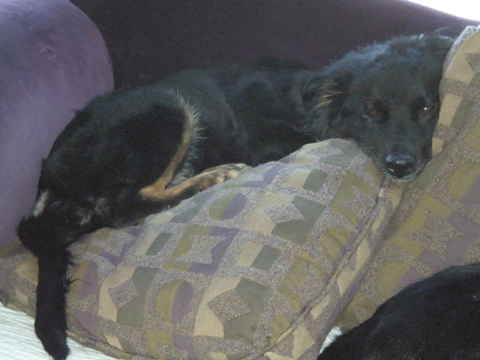 Bailey