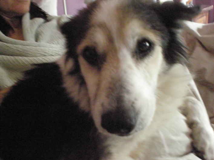 Lassie