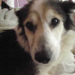 Lassie