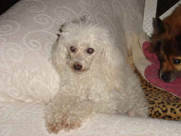 Dutchess