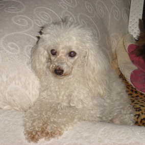 Dutchess