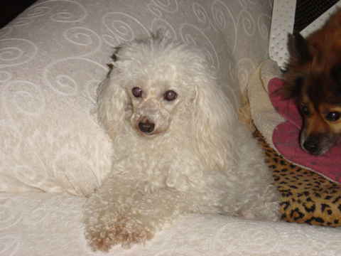 Dutchess