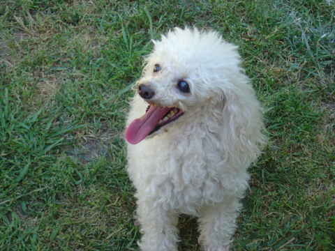 Dutchess