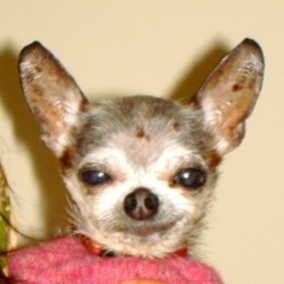 Cujolito