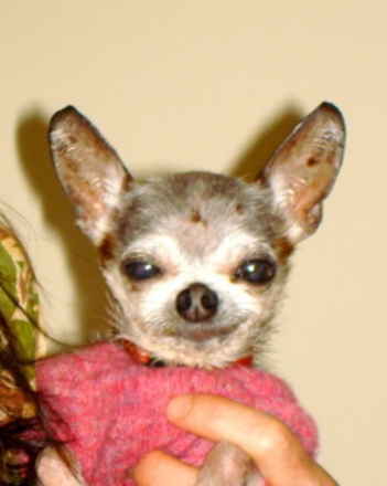 Cujolito