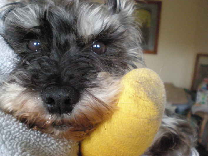 Maisey