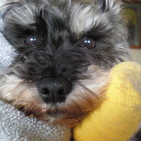 Maisey