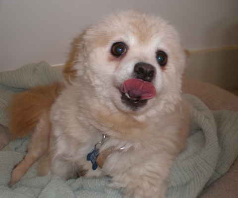 Honey Bear