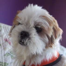 Frankie
