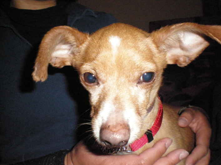 Skippy