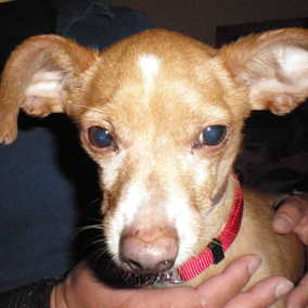 Skippy