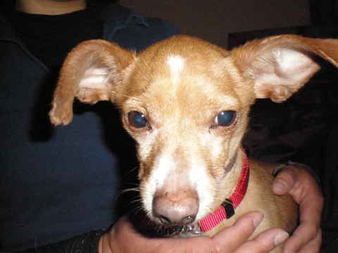 Skippy