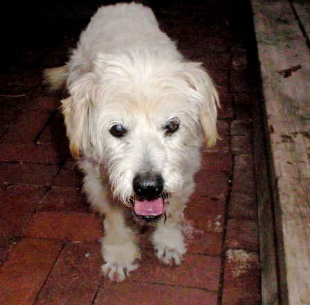 Auggie