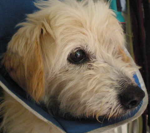 Auggie
