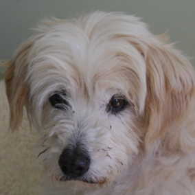 Auggie