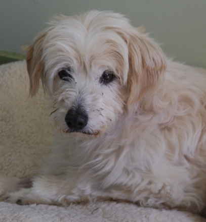 Auggie