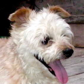 Maxine