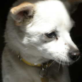 Dixie