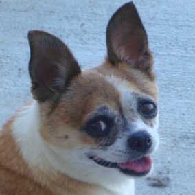 Polly 