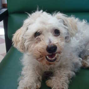 Gidget