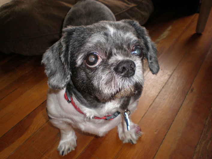 Pepper