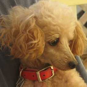 Milo