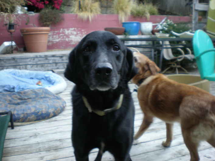 Joe