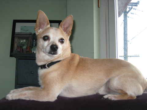 Pip