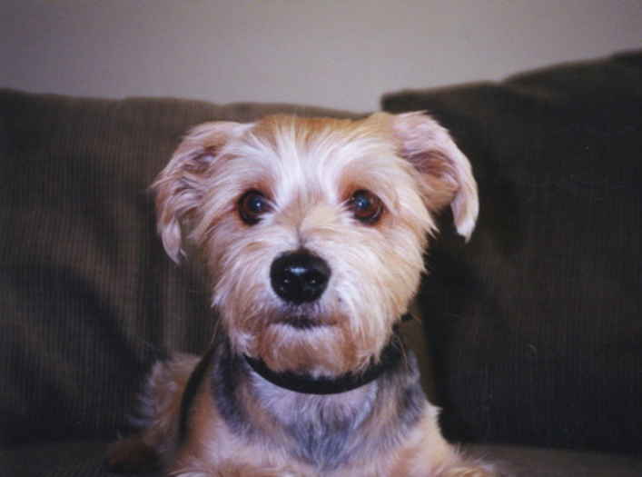 Arlo