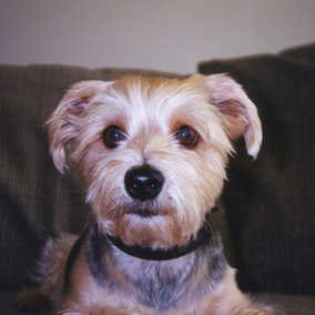 Arlo