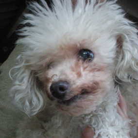 Samson