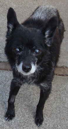 Skippy 2 