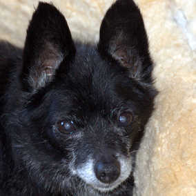 Skippy 2 
