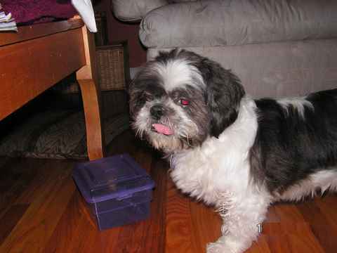 Gordie