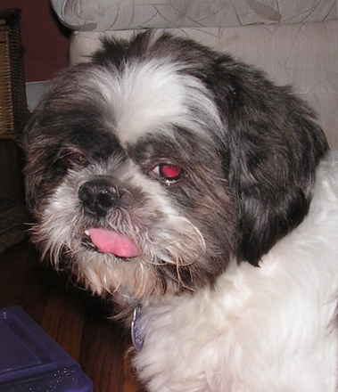 Gordie