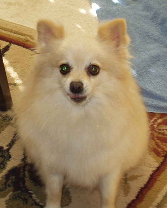 Lambie