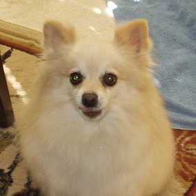Lambie