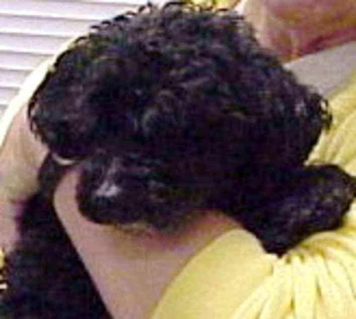 Chica