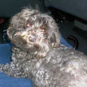 Buffalo