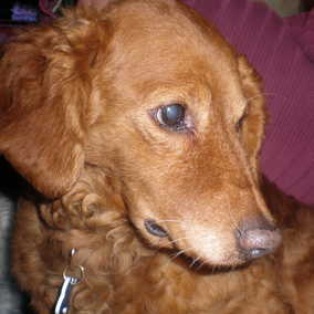 Rusty 2