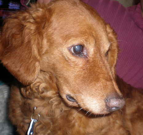 Rusty 2