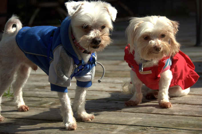 Scooter 2, Gidget 2