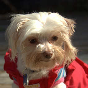 Scooter 2, Gidget 2