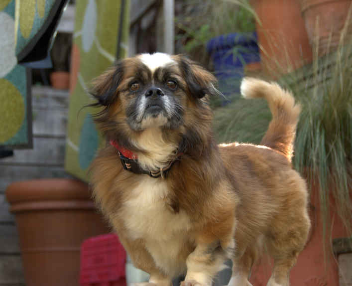 Gizmo 2
